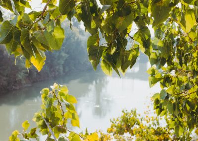Green leaves and river
